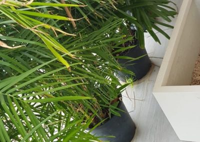 Thirty Six Balcony Planters for Privacy