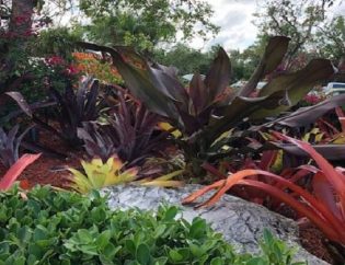 Bromeliad-Garden