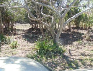 Vasyli residence OFB landscape site prep